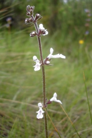 Stachys aethiopica spaced flower whorls